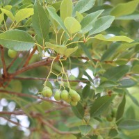 Vitex leucoxylon L.f.